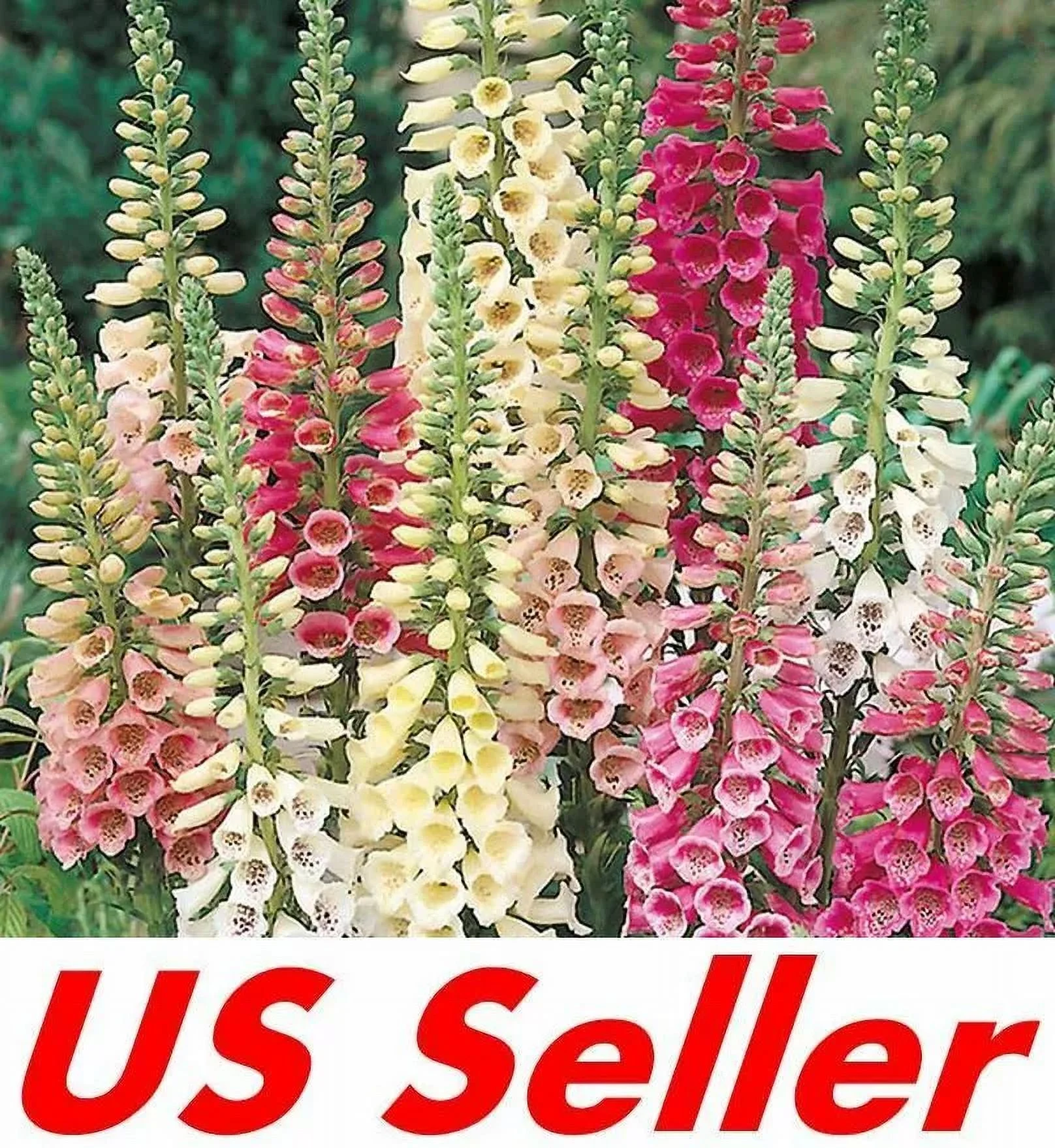 3000 Seeds Foxglove Seeds – Mix Col&nbsp;Seeds G139, Home Garden Flowers