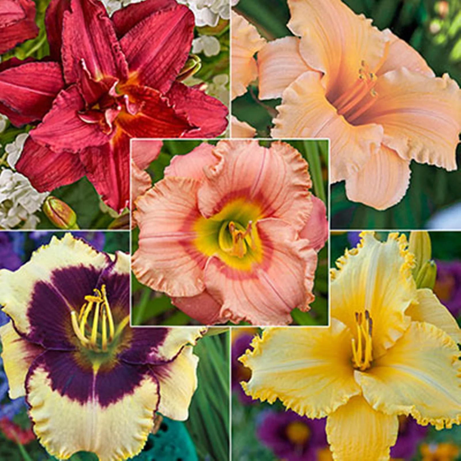 Daylily Bulbs, Hemerocallis Fulva,Vibrant Perennials,Stunning Flowers, Bloom Multiple Times,Large Flowers,Perennials Re-Bloomer,Convenient For Gardeners To Plant,Cold-Resistant,Hemerocallis Fulva