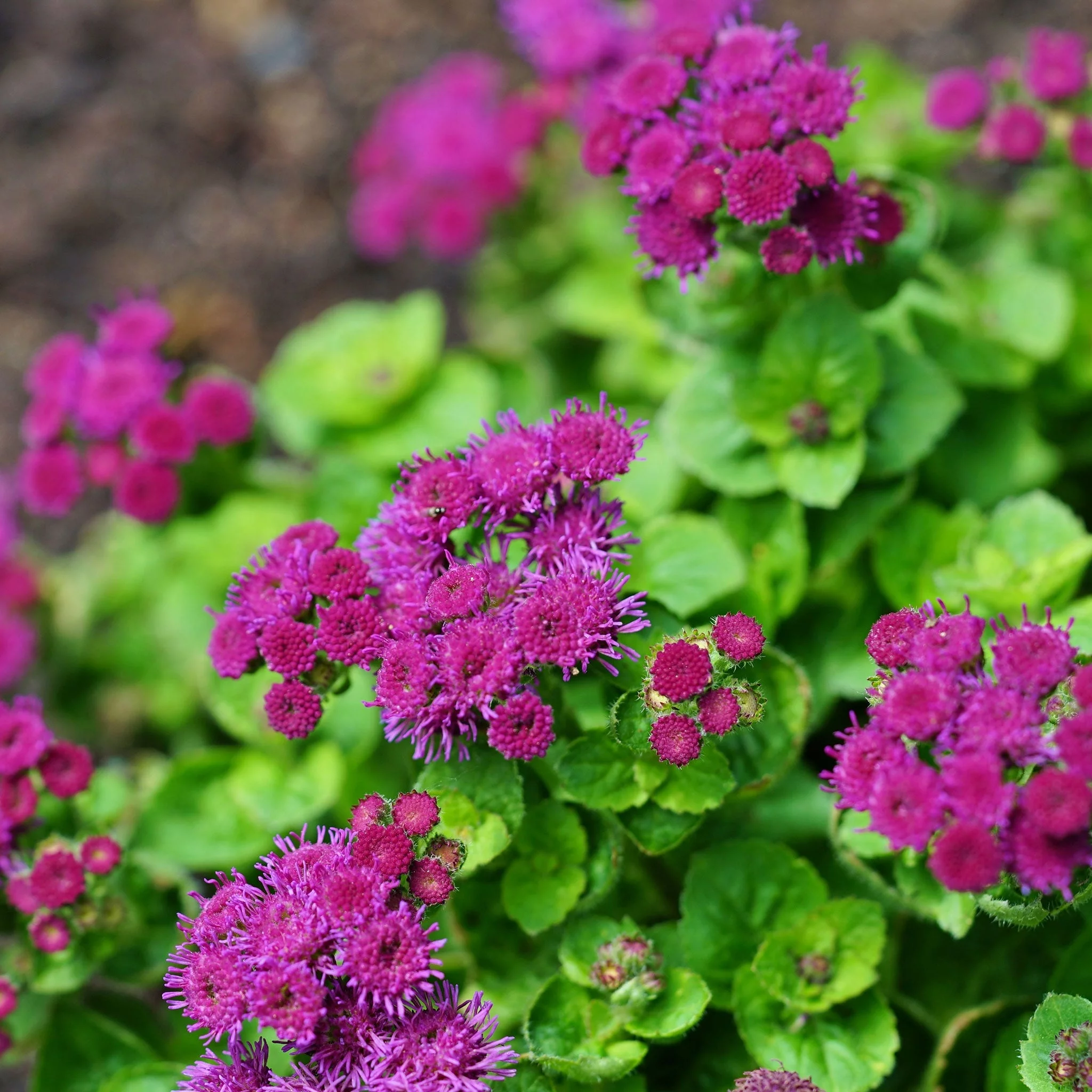 Ageratum Seeds - Red Flint - Packet - Red Flower Seeds,  Heirloom Seed  Attracts Bees, Attracts Butterflies, Attracts Pollinators, Fragrant, Container Garden