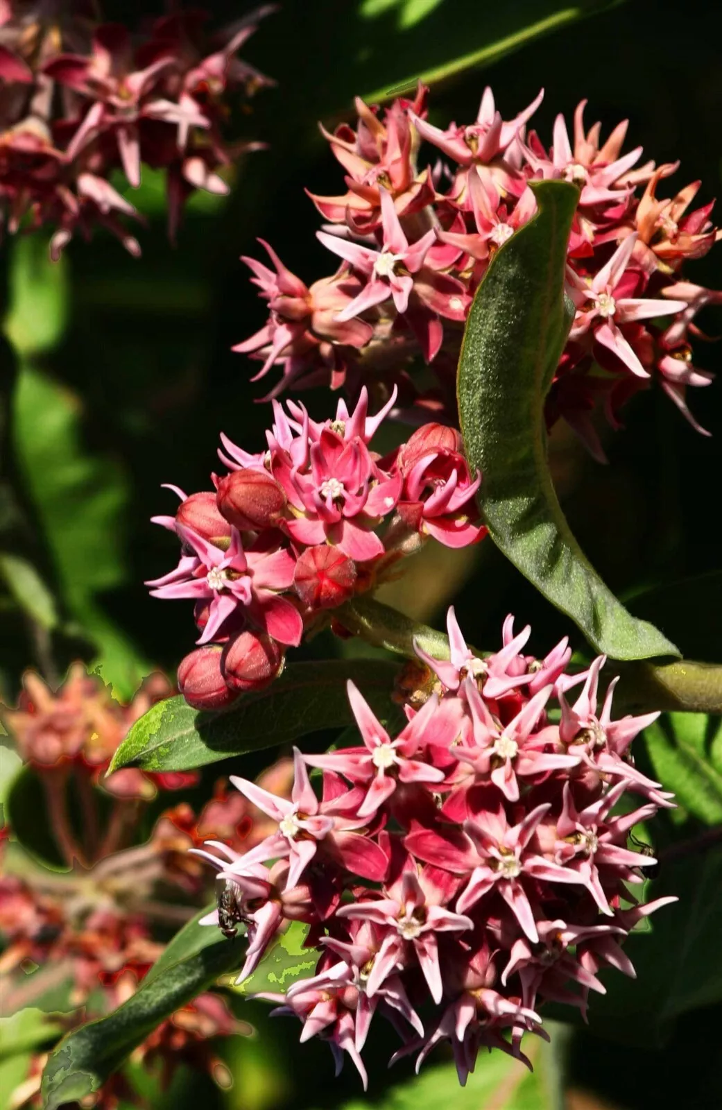 Asclepias siosa | Showy Milkweed | Greek Milkweed | 100_Seeds