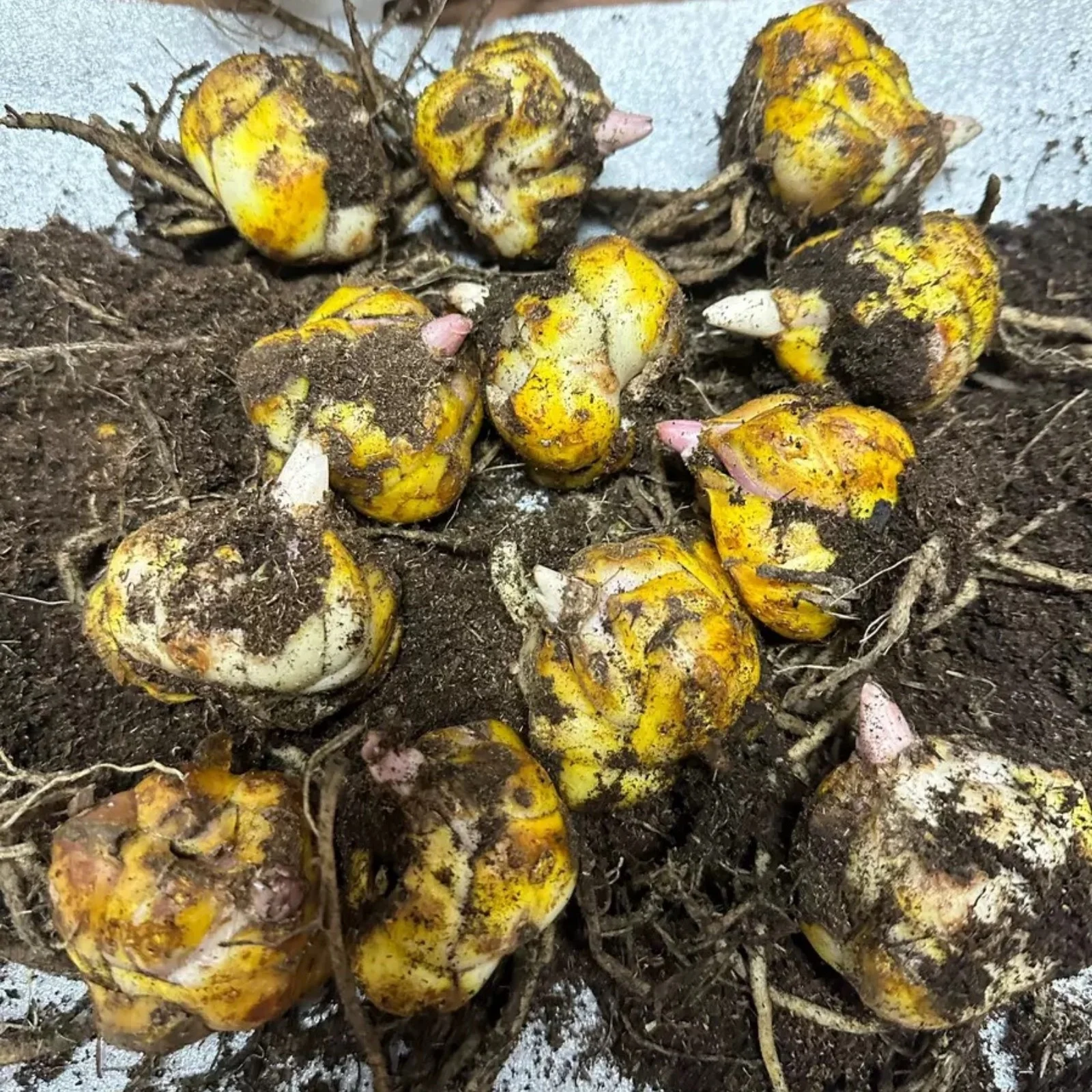 Lily bulbs bulk - Lily bulbs for planting perennial - tiger lily bulbs - stargazer lily bulbs for planting - lilies bulbs for planting outdoors