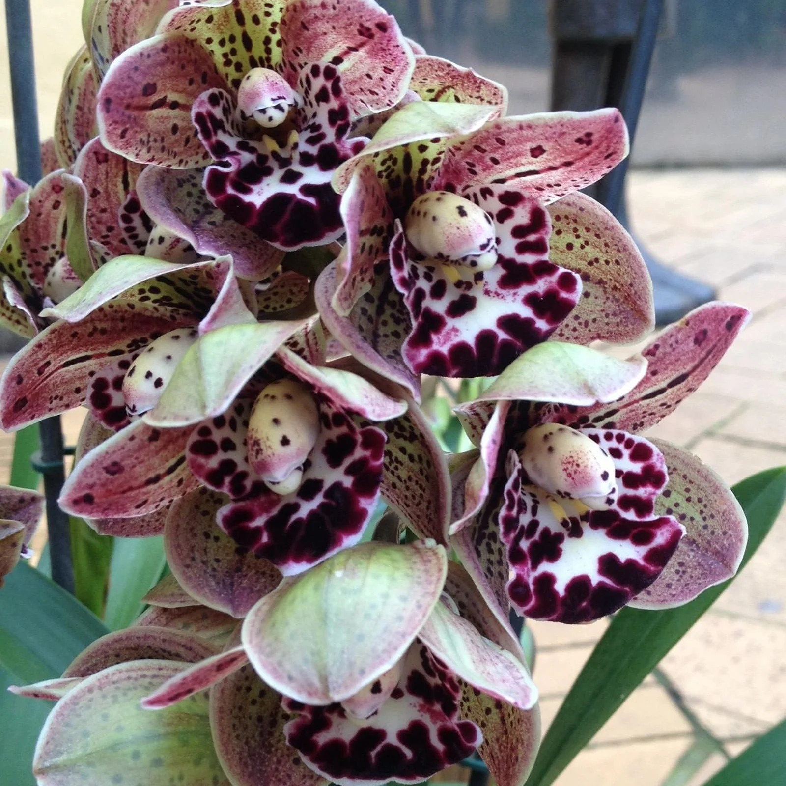 Cymbidium Bulbs For Planting,Cymbidium Plants Outdoor,Cymbidium Potting Mix,Cymbidium Plants Live In Bloom,Cymbidium Plants,Cymbidium Bulbs For Sale.