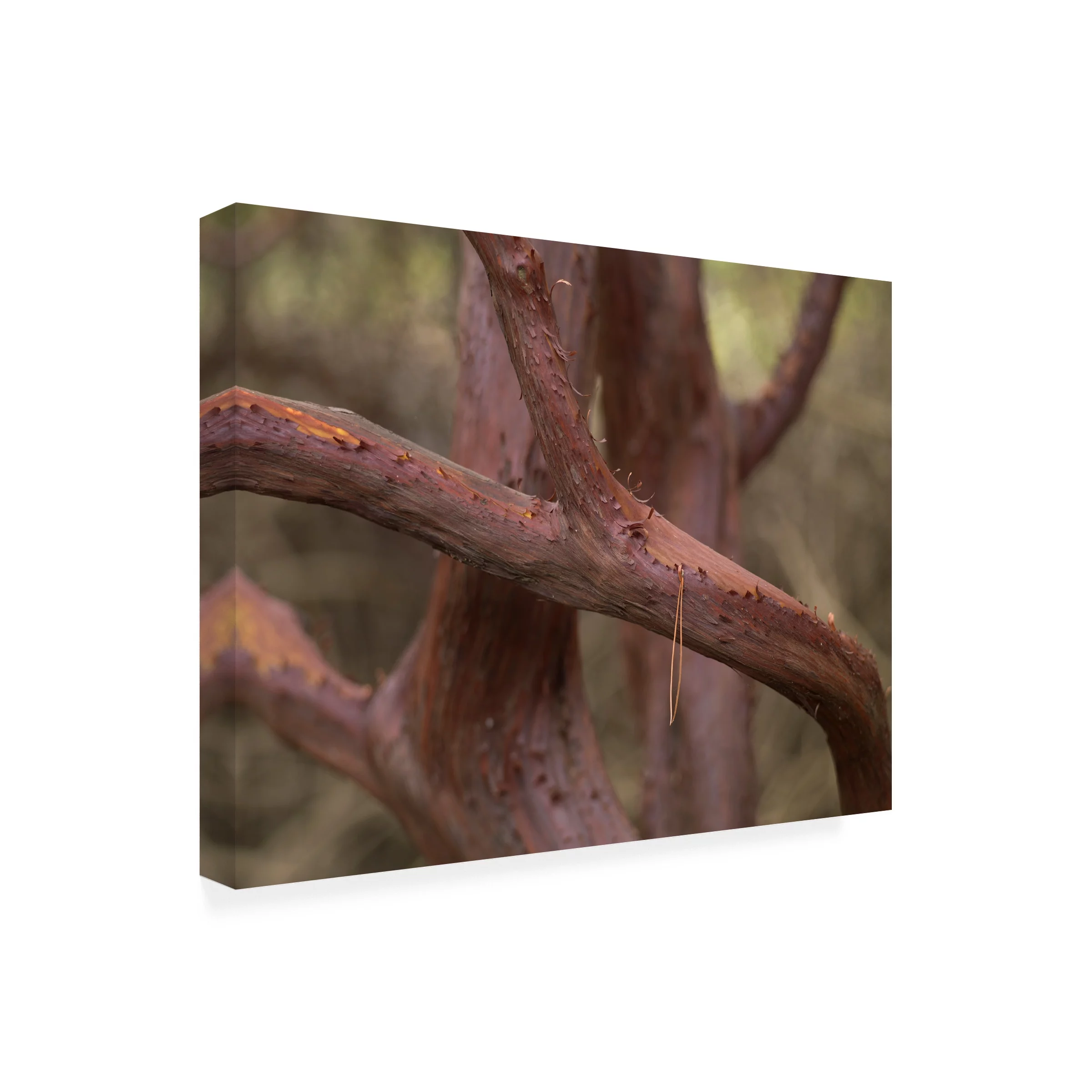 Geoffrey Ansel Agrons 'Manzanita Study I' Canvas Art