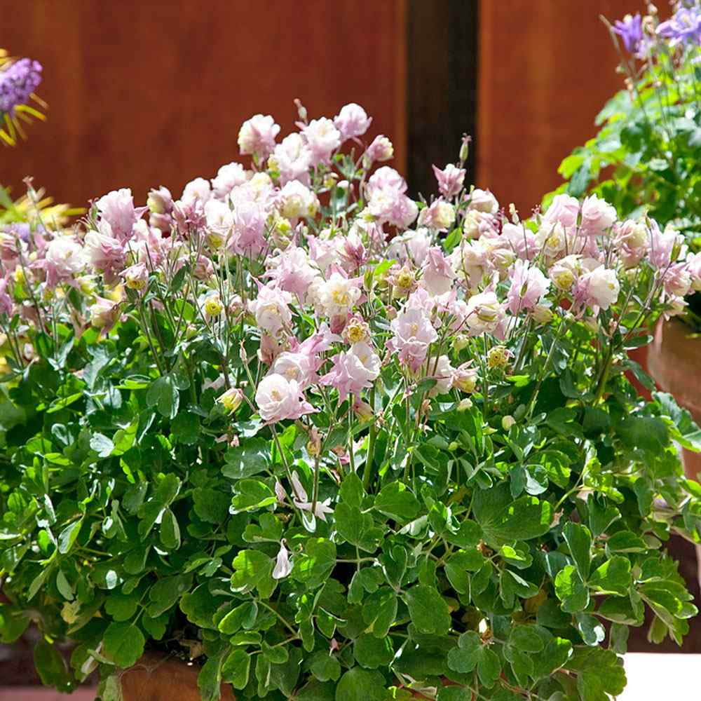 Columbine Winky Double Rose White Garden Flower Seeds - 20 Seeds