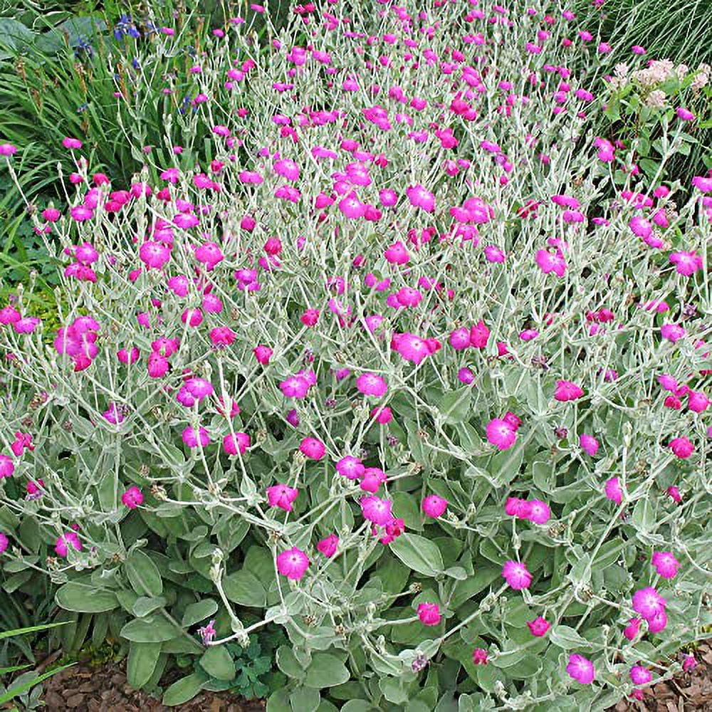 YEGAOL Garden Rose Campion Seeds 200Pcs Flower Seed Lychnis Coronaria Seeds Non-GMO Biennial Short-Lived Perennial Drought Tolerant Garden Plant