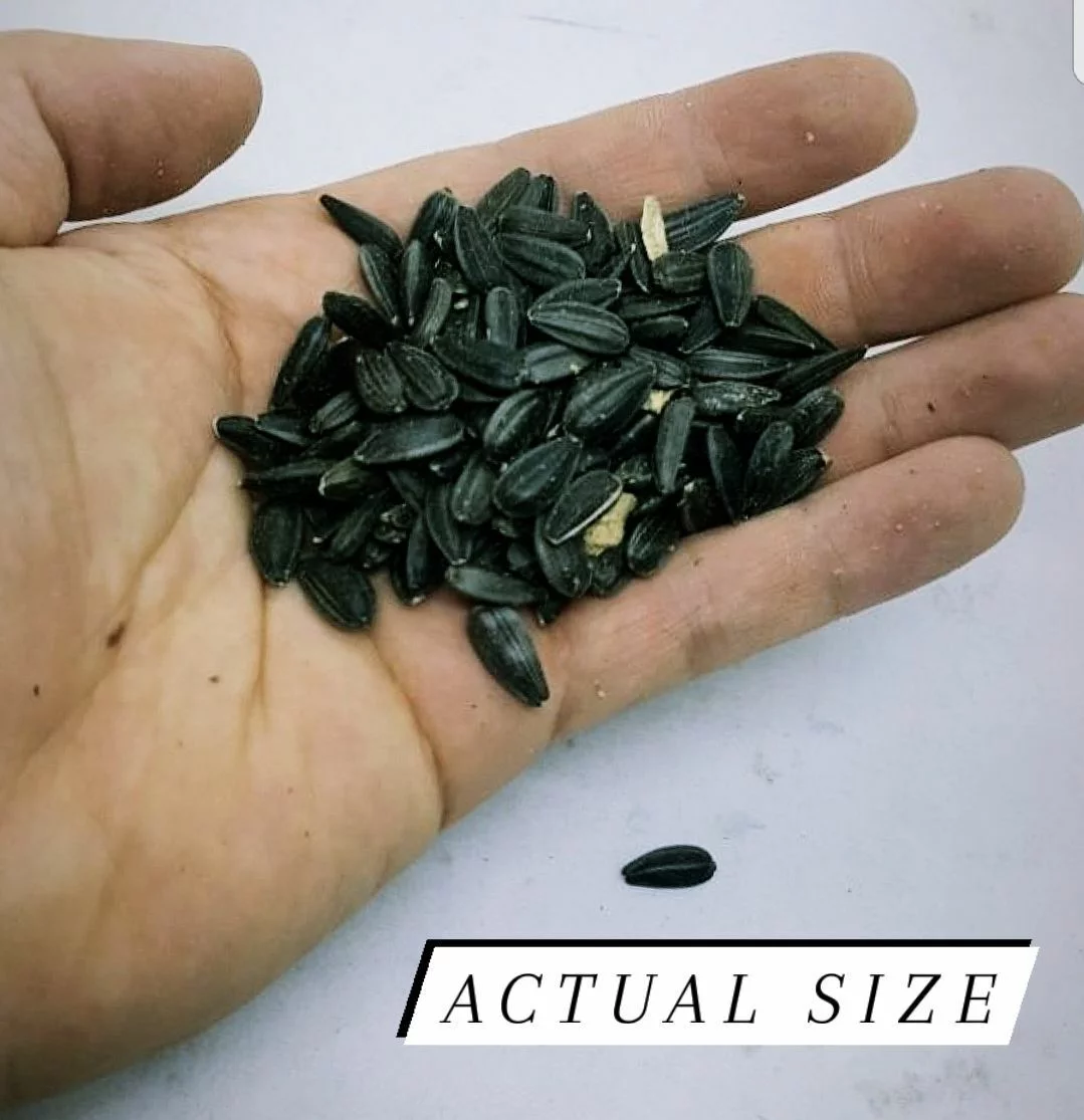 Black OIL SUNFLOWER Seeds Chickens Parrots Wild Birds