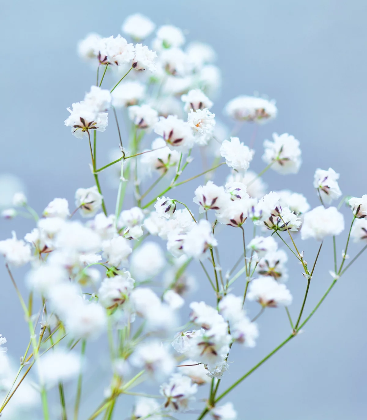 Earthcare Seeds - Baby's Breath 1000 Seeds (Gypsophila Elegans) Heirloom - Open Pollinated