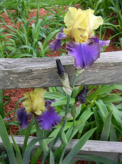 2 Jurassic Park Bearded Iris - Iris germanica. In 3.5 inch pots