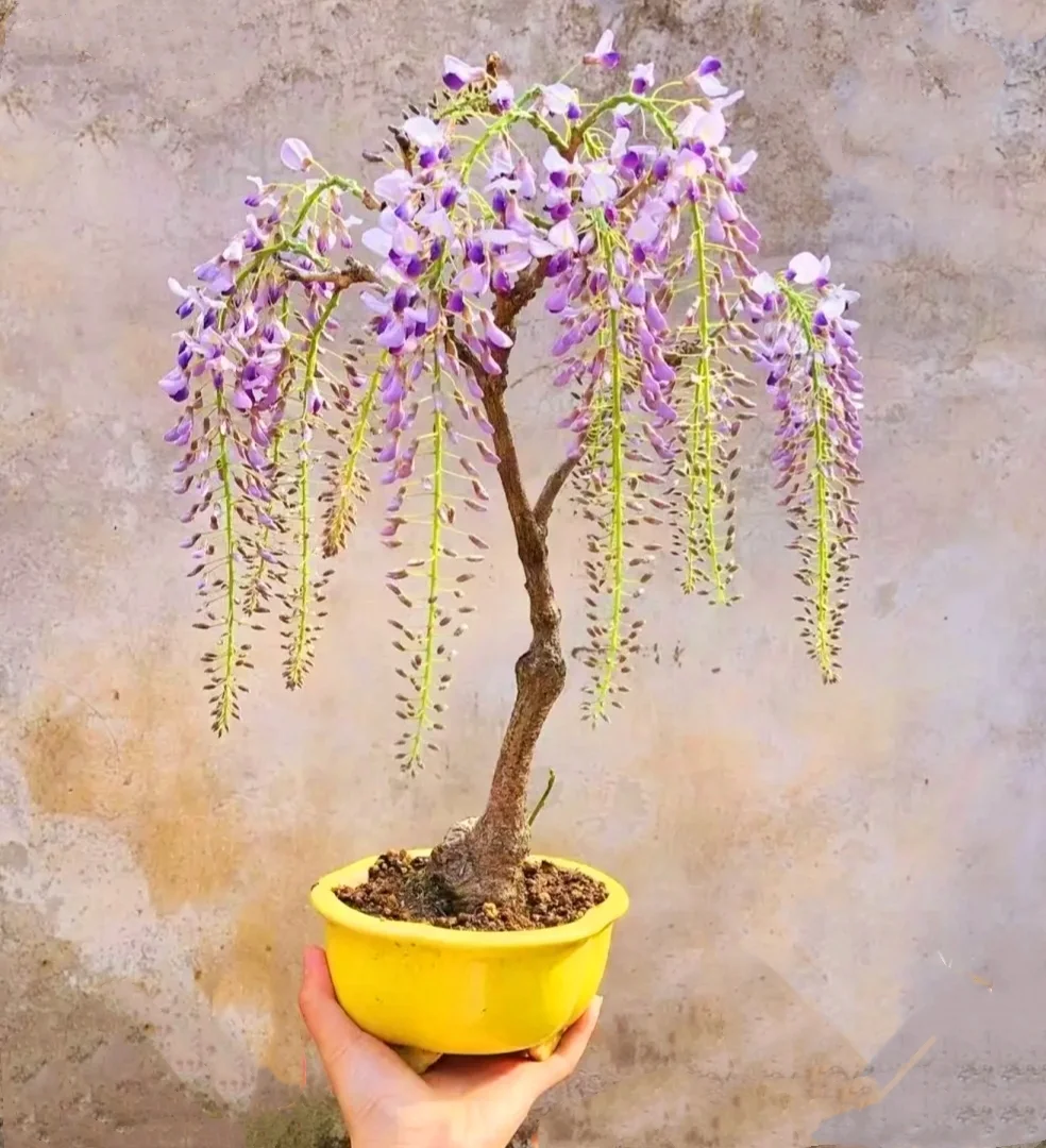 25 Japanese Wisteria Seeds Purple Flowers with Scented Fresh 2024