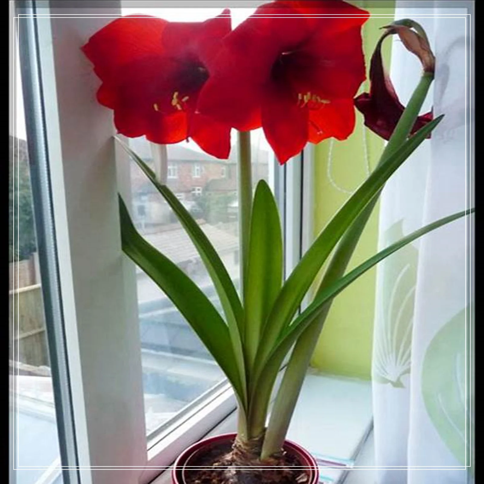 Amaryllis Bulbs, Are A Excellent Choice For Gardeners, Amaryllis Plant, Beautiful Large Flowers,Amaryllis Bulbs For Planting Outdoors, Make Beautiful Cut Flowers. Amaryllis Bulbs For Planting,