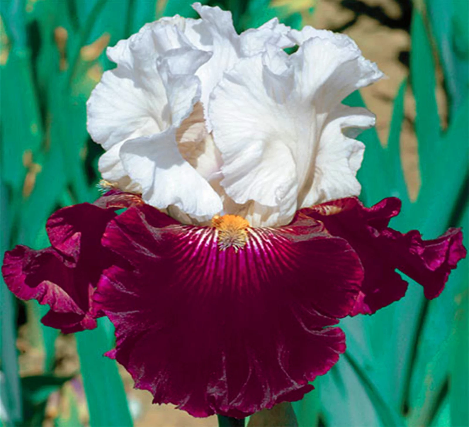 Iris Bulbs, Iris Tubers, Iris Bulbs Perennial Reblooming Bearded,Beautify Environment,Cold And Drought Tolerant,Iris Rhizomes, Gardeners Can Plant Easily,Iris Bulbs For Planting,Iris Plants Bulbs,
