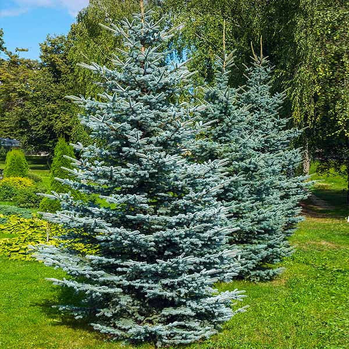 Brighter Blooms - Colorado Blue Spruce Tree, 1-2 ft. - No Shipping To AZ