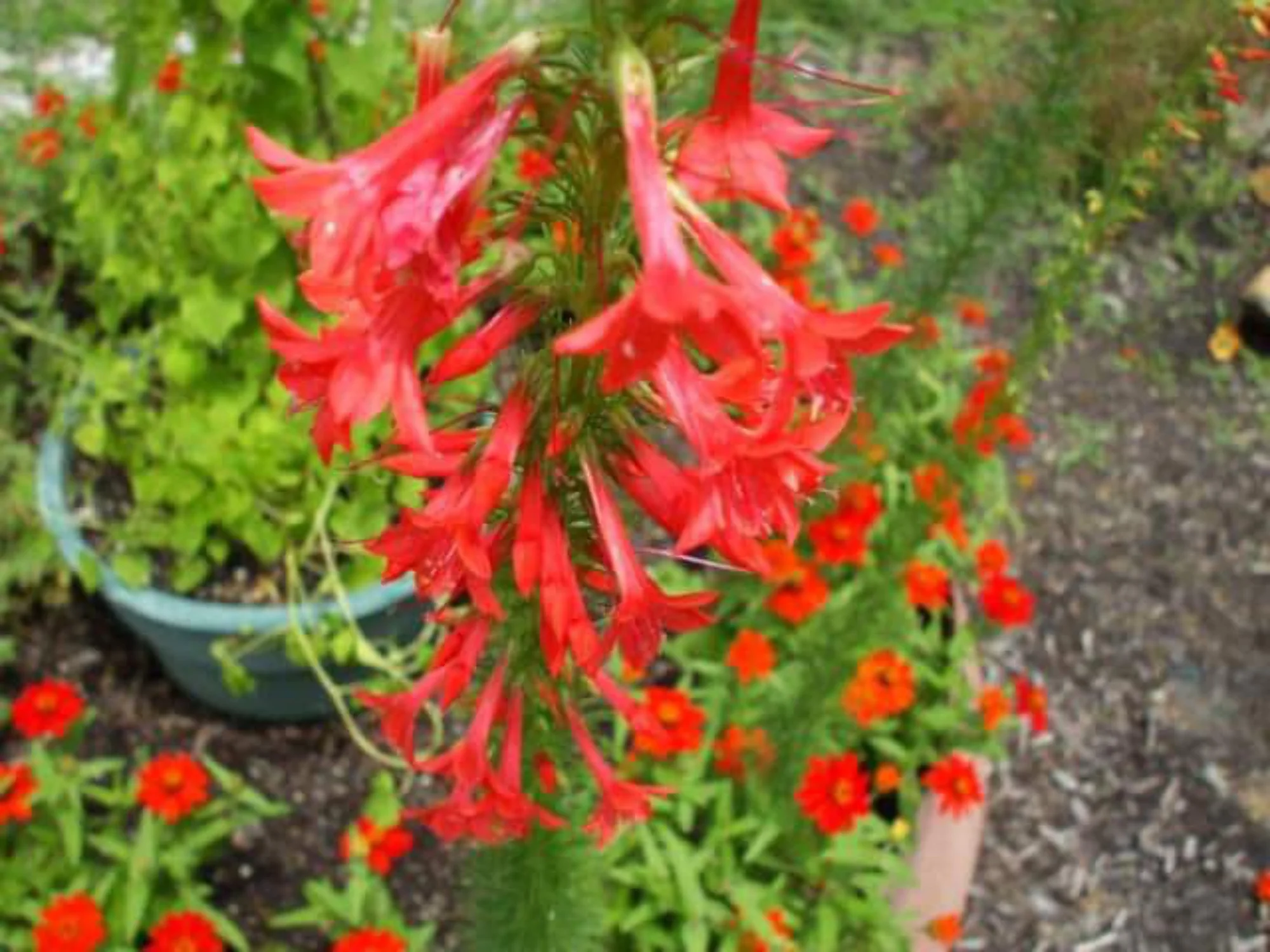 200 STANDING CYPRESS (Scarlet Gilia) Ipomopsis Rubra Flower Seeds