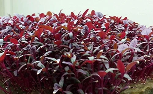 Amaranth Seeds- Garnet Red- 1oz. (Approx 40,000 Seeds)- for Microgreens or Garden
