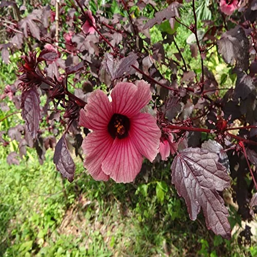 25 Organic Cranberry Seeds, Edible Red Leaf Hibiscus,Cranberry Hibiscus -QAUZUY GARDEN