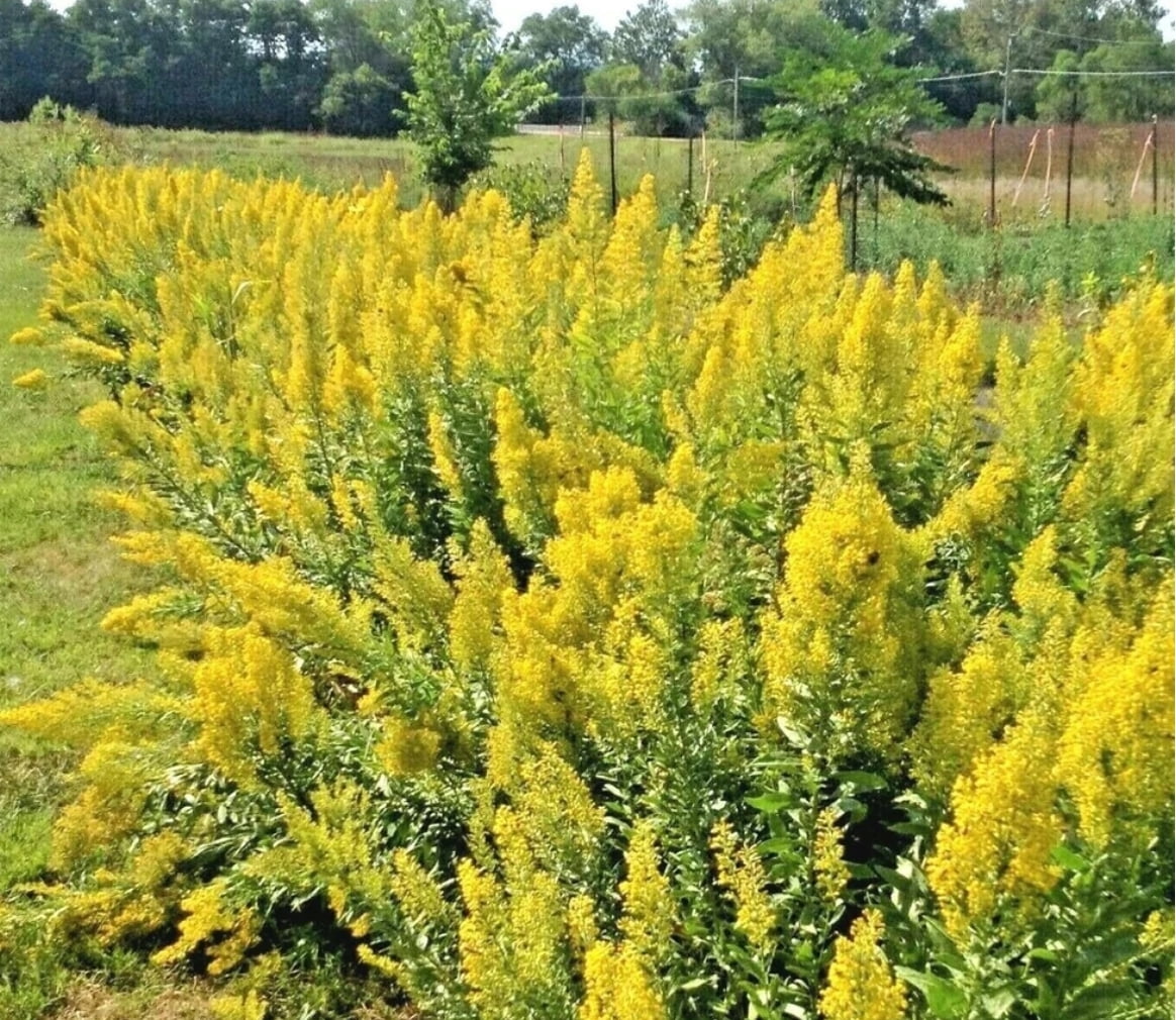 Earthcare Seeds - Goldenrod Showy 1000 Seeds (Solidago Speciosa) Heirloom - Open Pollinated