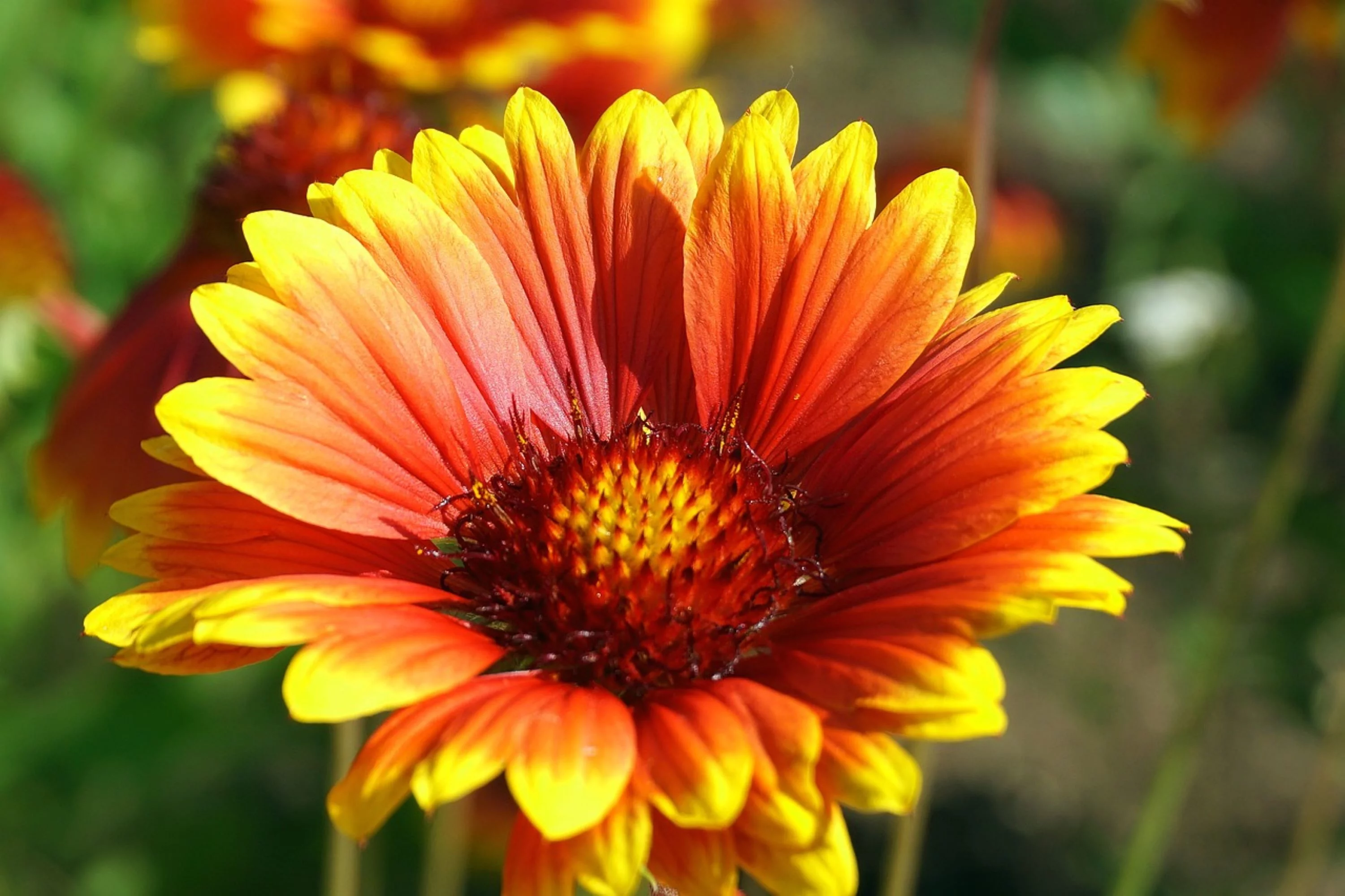 Great Blanket Flower Seeds/ Perennial/ Full Sun/1125 Seeds 1/8 oz / Zellajake Farm and Garden - B82