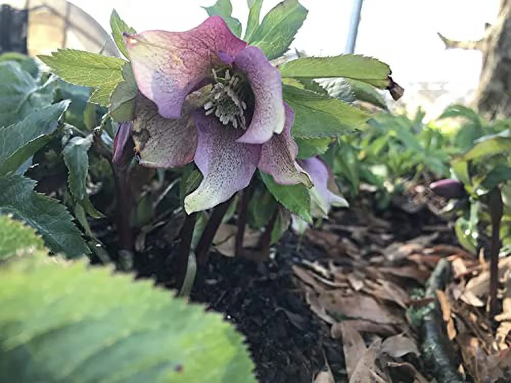 Lenten Rose/Hellebore Mix 5 Bareroot Plants Great for Fall Planting!!!