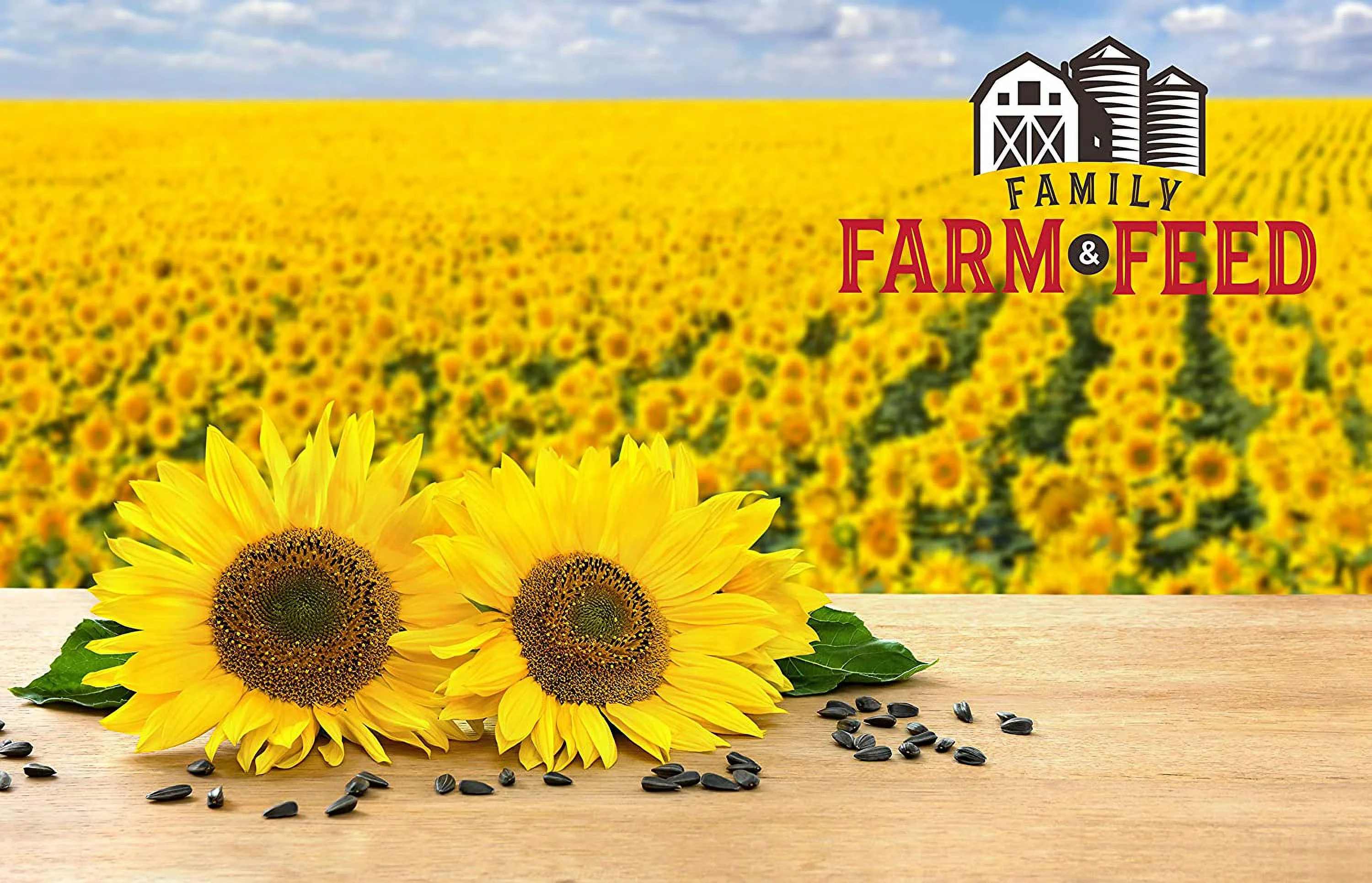 FAMILY FARM AND FEED , Four Season , Black Oil Sunflower Seed , 4 Pounds , Wild Bird Food , Backyard Songbird Sunflowers
