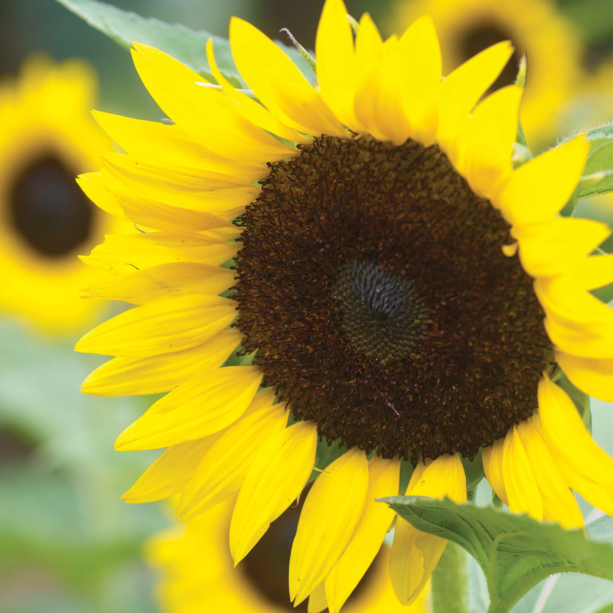 Burpee Carmel Hybrid Sunflower Flower Seed, 1-Pack