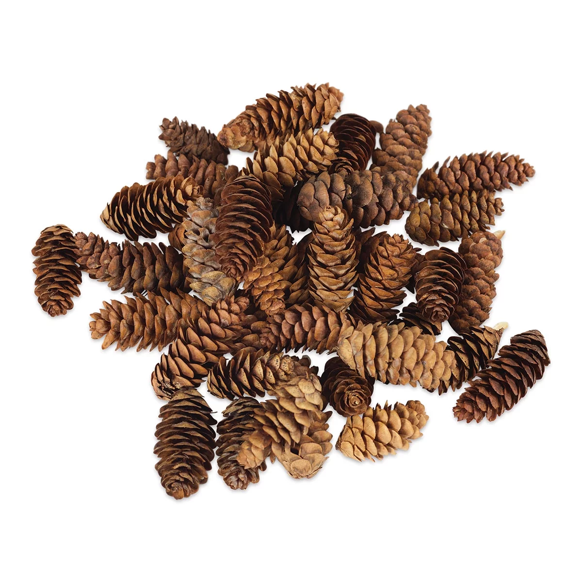 Winter Woods Pine Cones - White Spruce, 1.5oz Bag
