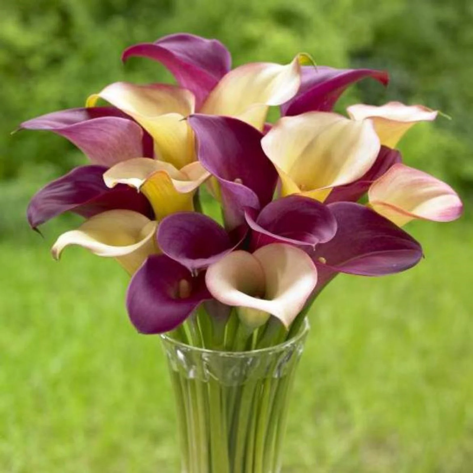 Calla Lily Bulbs,Calla Lily Plants,Calla Lilies Bulbs For Planting,Calla Lily Plants Live In Pot,Professional Planting,Calla Lily Bulbs For Sale.