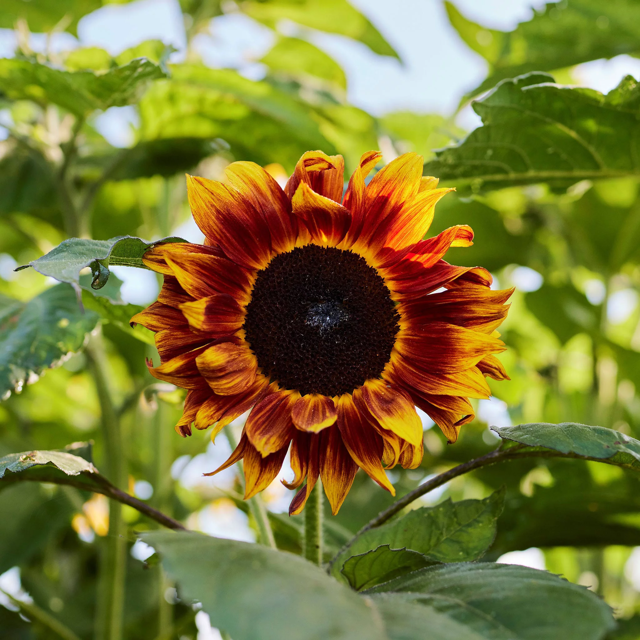 Sunflower Seeds - Evening Colors - 1 Ounce - Yellow/Orange Flower Seeds,  Heirloom Seed  Attracts Bees, Attracts Butterflies, Attracts Pollinators, Easy to Grow & Maintain, Edible, Cut Flower Garden