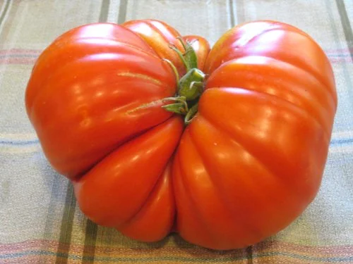 Clovers Garden Beefmaster Tomato Plant– Two (2) Live Plants – Not Seeds –Each 5