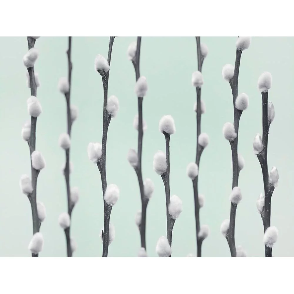 Frank, Assaf 14x12 Black Modern Framed Museum Art Print Titled - Pussy Willow twigs