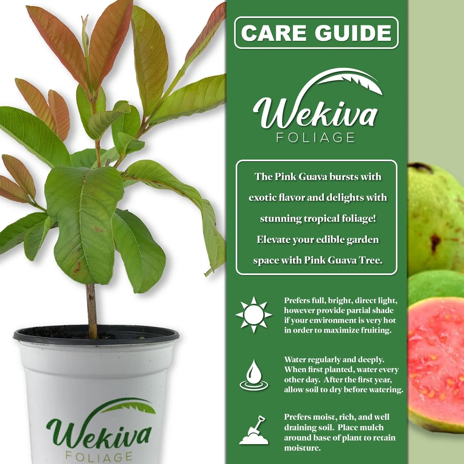 Pink Guava Tree - Live Plant in a 1 Gallon Pot - Psidium Guajava - Edible Fruit Bearing Tree