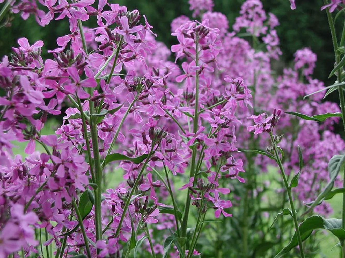 1500 DAMES KET (Danask Violet) Hesperis Matronalis Dame's Purple Flower Seeds