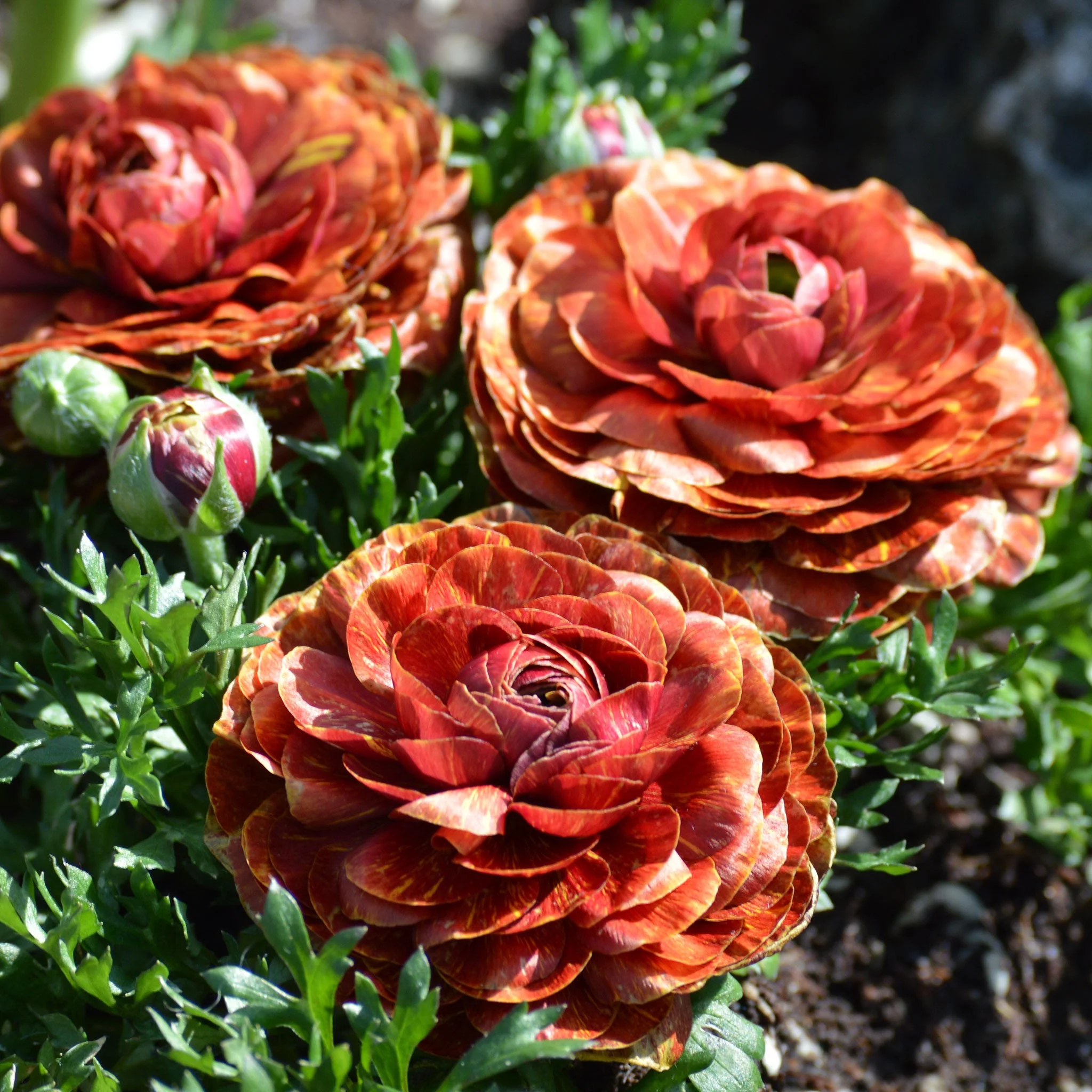 Ranunculus Bulbs - Cafe - 40 Bulbs - Red/Yellow Flower Bulbs,  Corm  Attracts Bees, Attracts Pollinators, Easy to Grow & Maintain, Fragrant, Container Garden
