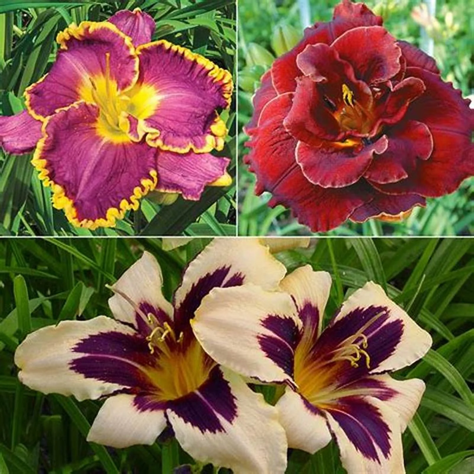 Daylily Bulbs, Large Flowers, Cold-Resistant, Hemerocallis Fulva, Vigorous Vitality, Perennial Bulb Plants Seasonal Flowers, Gardens, Flower Pots,Daylily Roots,Daylily Plant, Bloom Multiple Times,