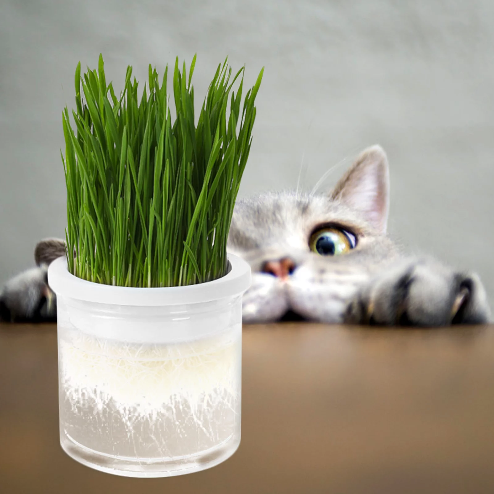 Cat Grass Box Hydroponic Planting Soilless Planter Catnip Plants Live Pot Pet White Plastic