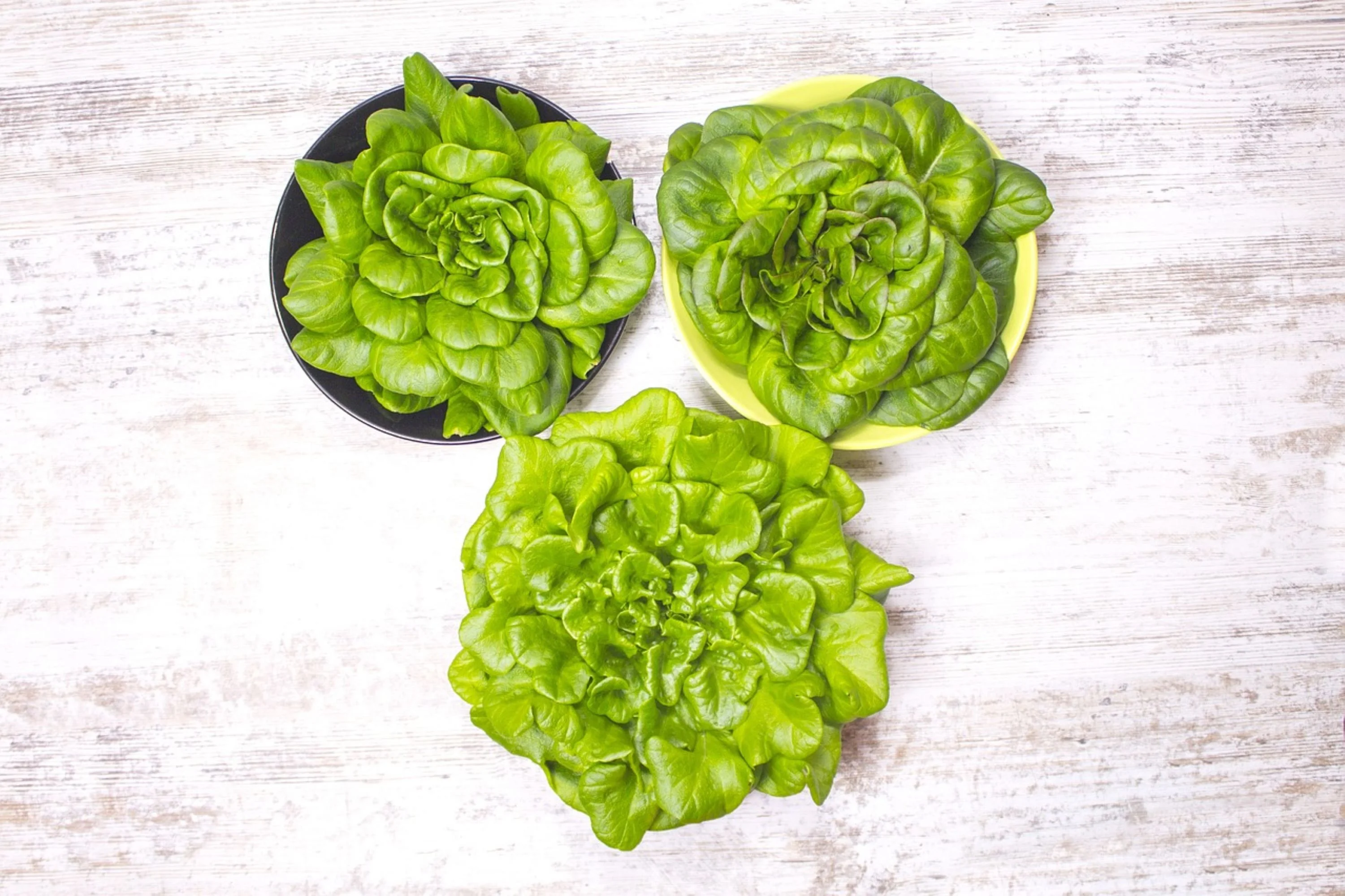 Ruby Red Leaf Lettuce Seeds/ Annual/ Full Sun/500 Seeds 1/2 Gram/ Zellajake Farm and Garden - B191