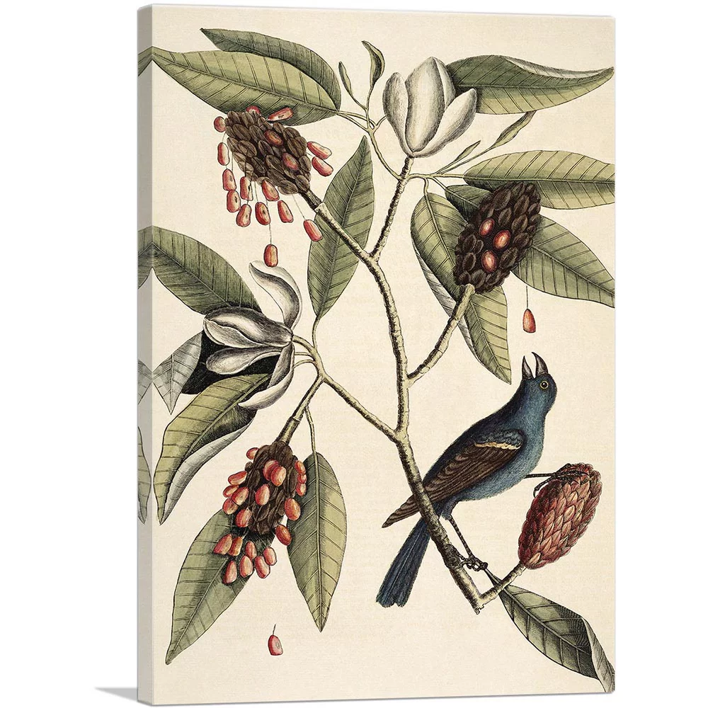 ARTCANVAS Southern Magnolia Canvas Art Print by Mark Catesby - Size: 26