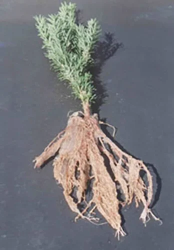 Soil Moist Fines 1lb - Root Dip Plant Packing Medium - Makes 40 Gallons