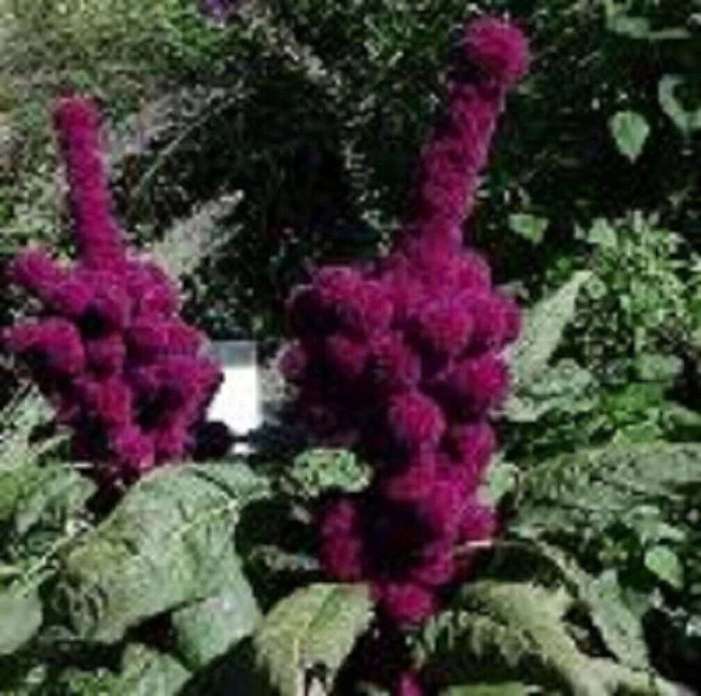 100 Organic ELEPHANT HEAD AMARANTHUS Amaranthus Gangeticus Burgundy Red Seeds