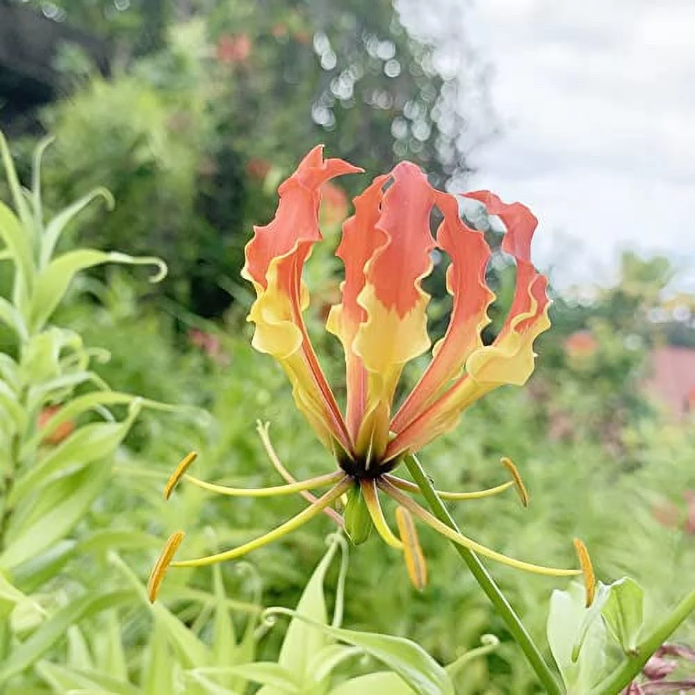 Gloriosa Superba Seeds Gloriosa Lily, Fire Lily, Flame Lily Perennial Climber Deer Resistant Arbors Pergolas Trellises Containers Outdoor 30Pcs Flower Seeds by YEGAOL Garden