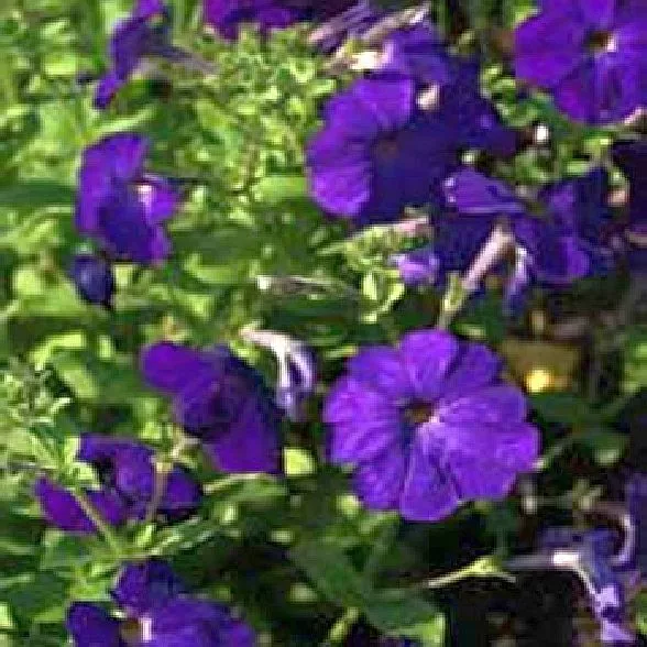 200 Seeds Deep Purple Petunia Nana Compacta Alderman B108, Annual Garden Flowers