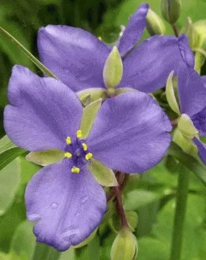 20 Perennial Ohio spiderwort seeds wild flower zone 4-9