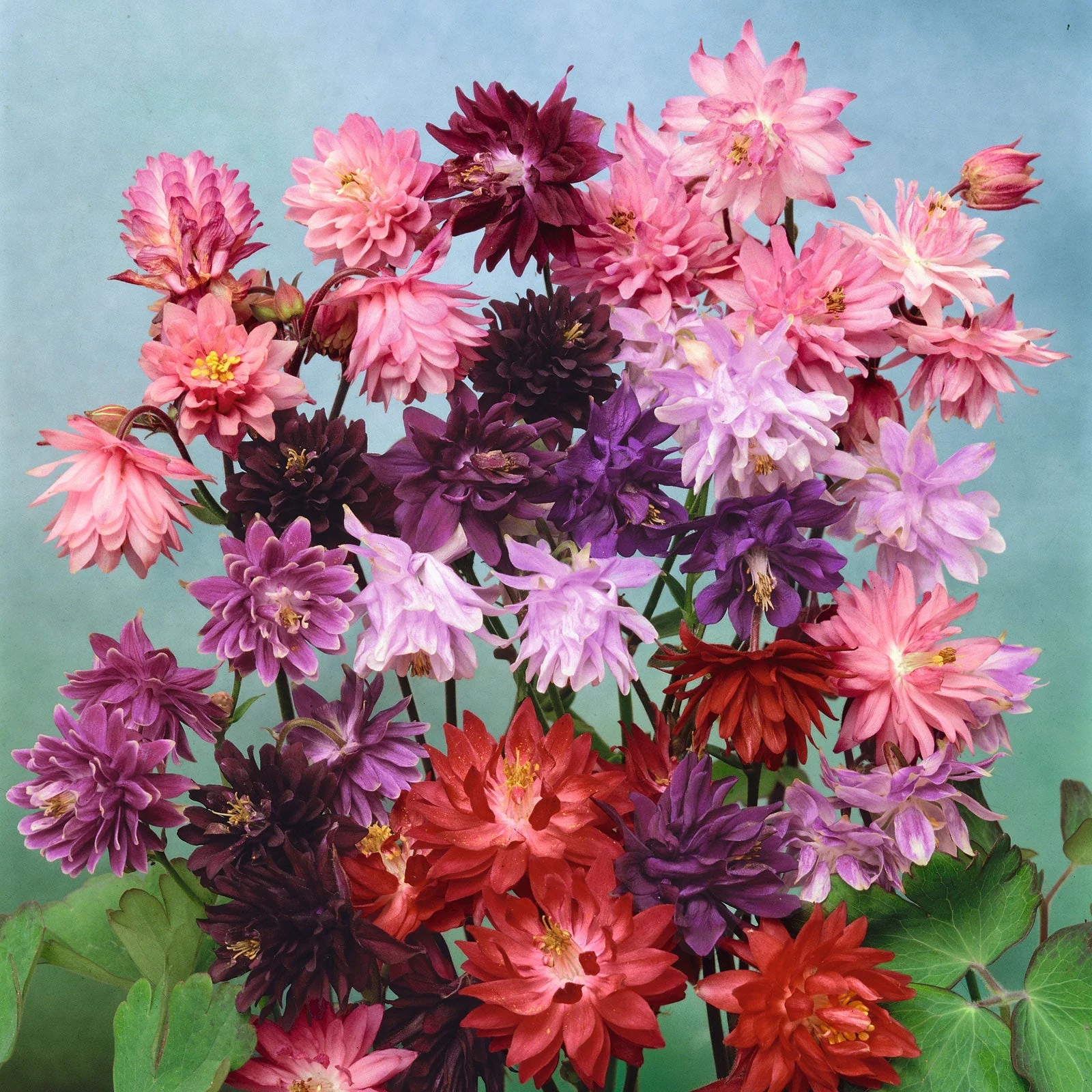 Columbine Seeds - Tall Double Mix - 1 Ounce - Blue/Purple/Pink Flower Seeds,  Heirloom Seed  Attracts Bees, Attracts Butterflies, Attracts Hummingbirds, Attracts Pollinators, Extended Bloom Time