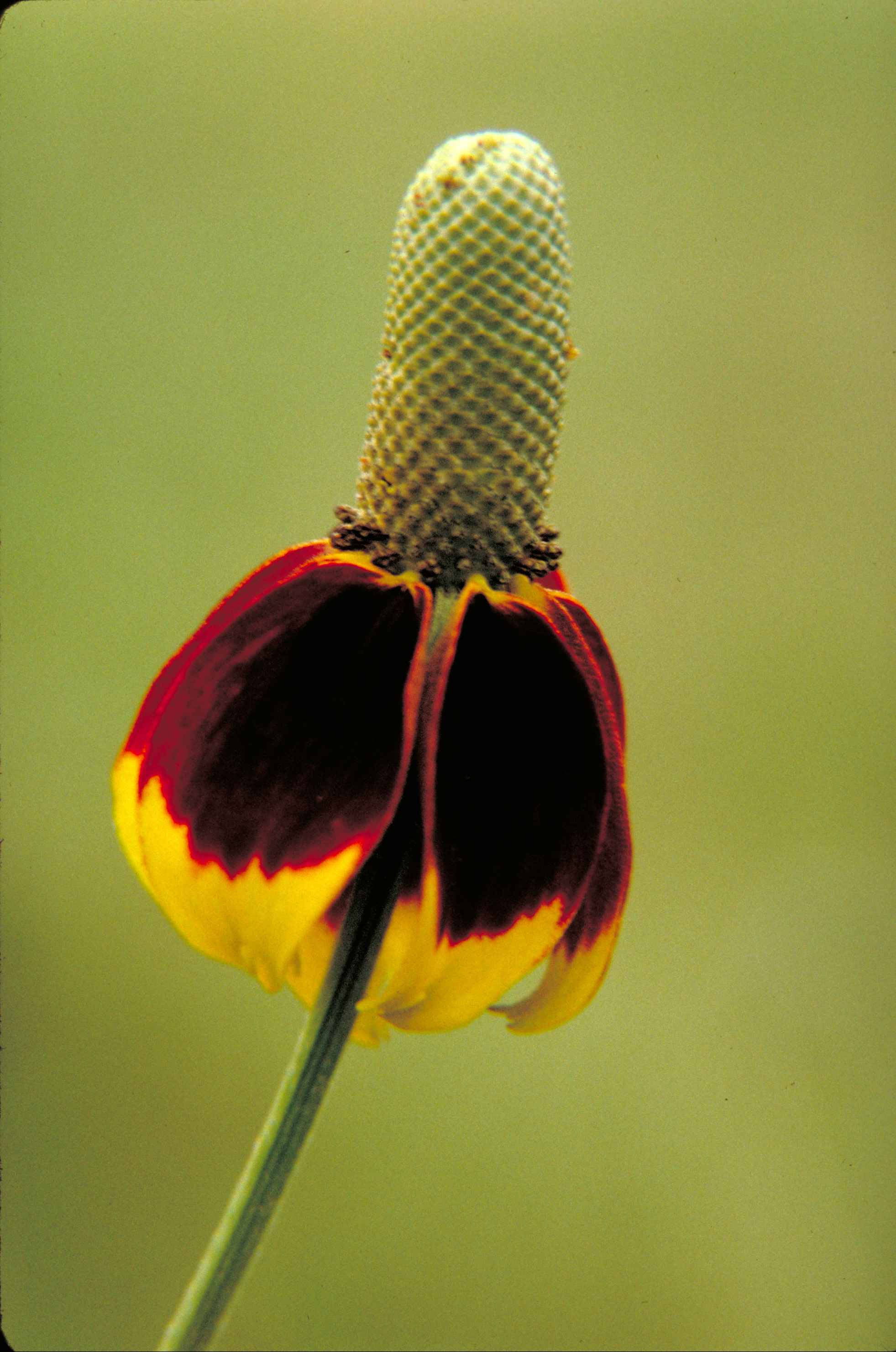 500 DWARF MEXICAN HAT Ratibida Columnifera Flower Seeds
