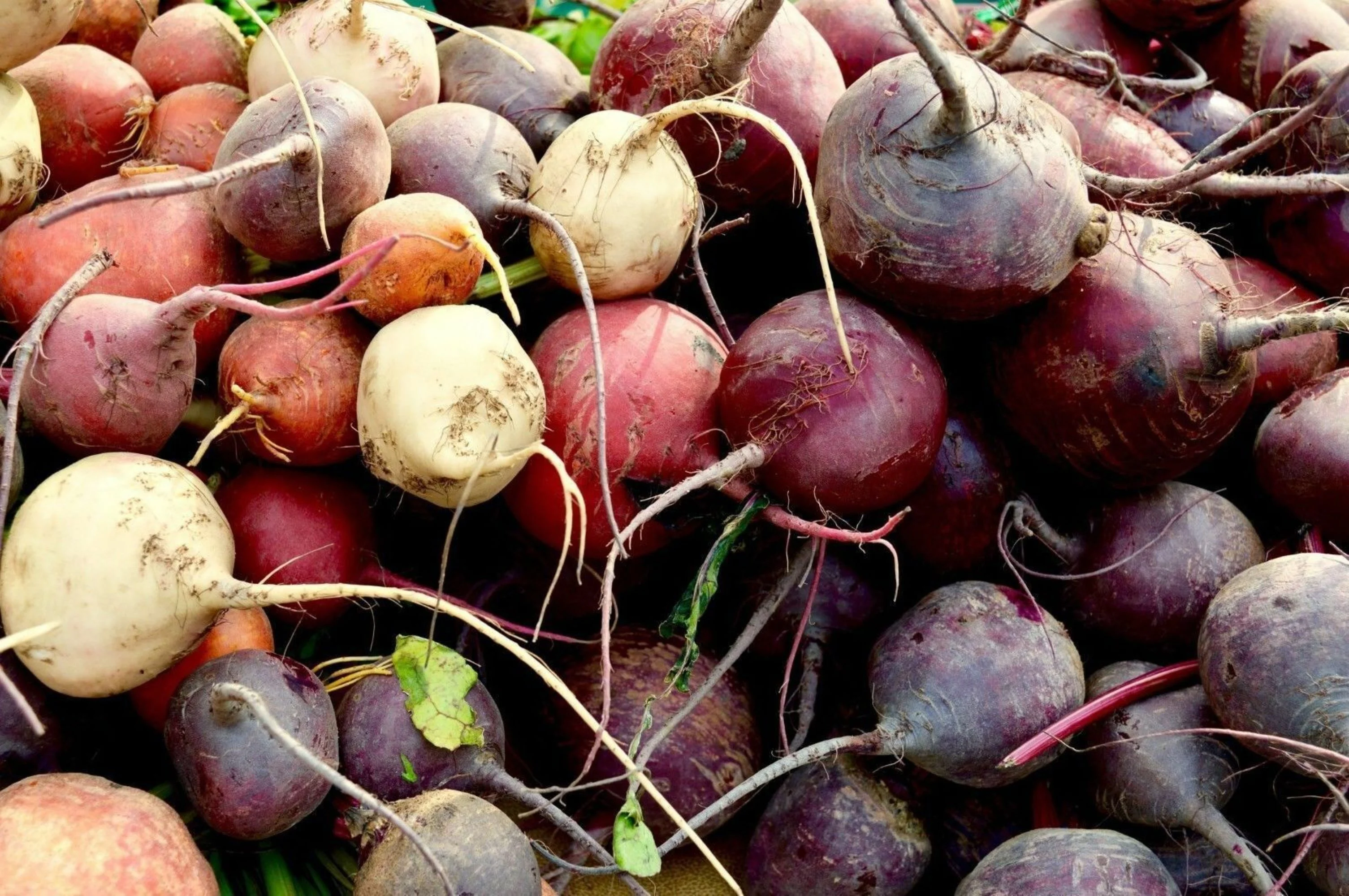 Rainbow Beet Seed Mix/ Biennial/ Full Sun/ 40 Seeds 1/2 Gram/ Zellajake Farm and Garden - B316