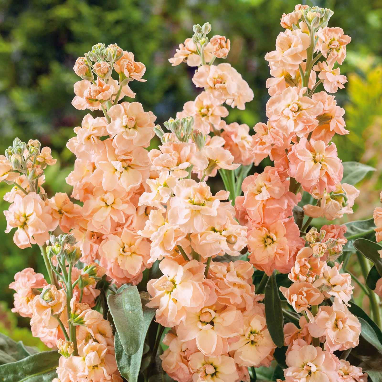 Stock Seeds - Apricot - Packet - Pink Flower Seeds,  Open Pollinated Seed  Attracts Bees, Attracts Butterflies, Attracts Pollinators, Easy to Grow & Maintain, Fast Growing, Fragrant, Container Garden