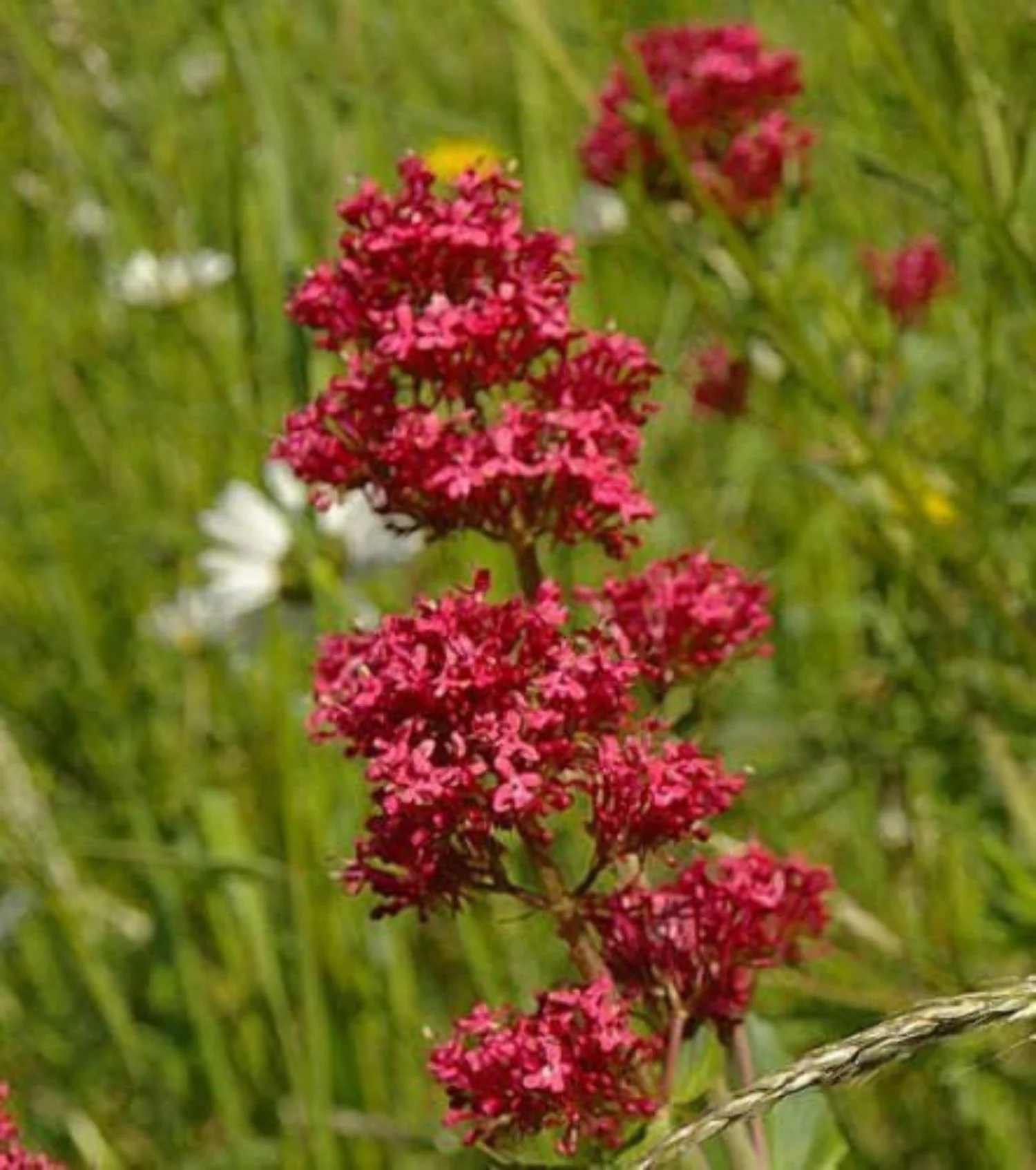 50 RED JUPITER'S BEARD Valerian Keys of Heaven Centranthus Ruber Flower Seeds