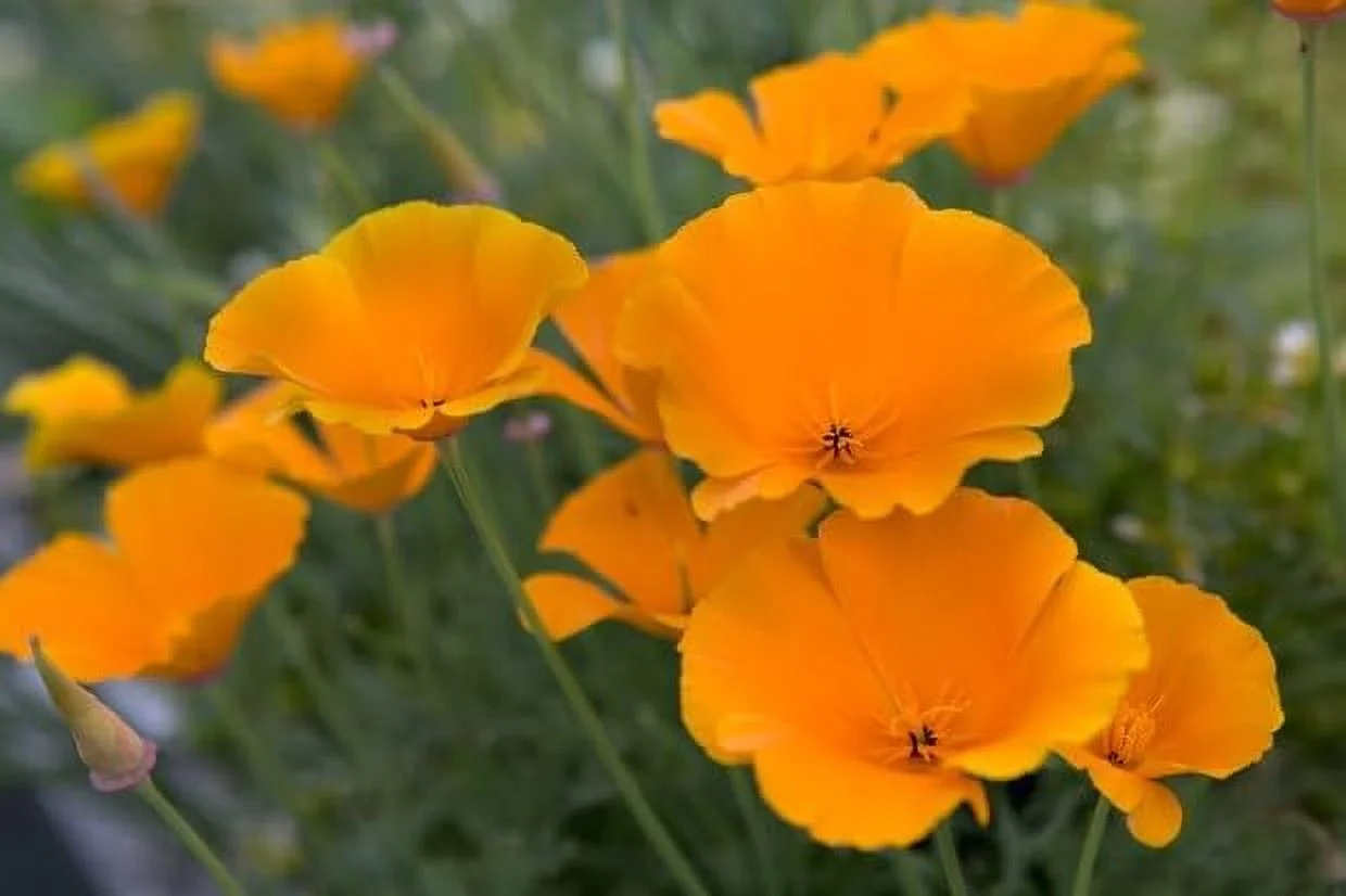 California Poppy, 100+ Seeds, Beautiful Bright Orange, Perfect Poppies