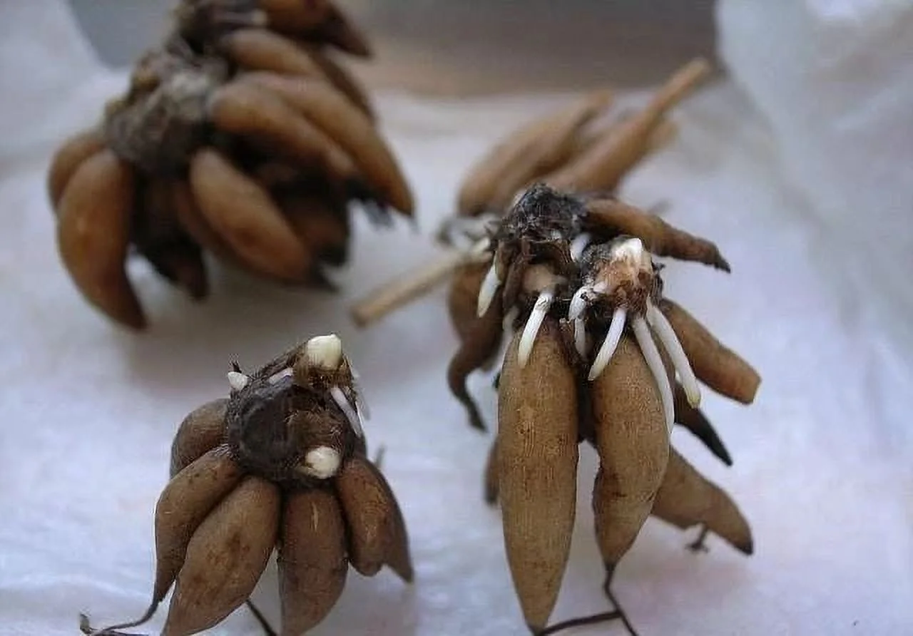 Ranunculus Bulbs Ranunculus Bulbs For Sale Ranunculus Bulbs For Planting Ranunculus Flowers Live Simple Planting Garden Decoration