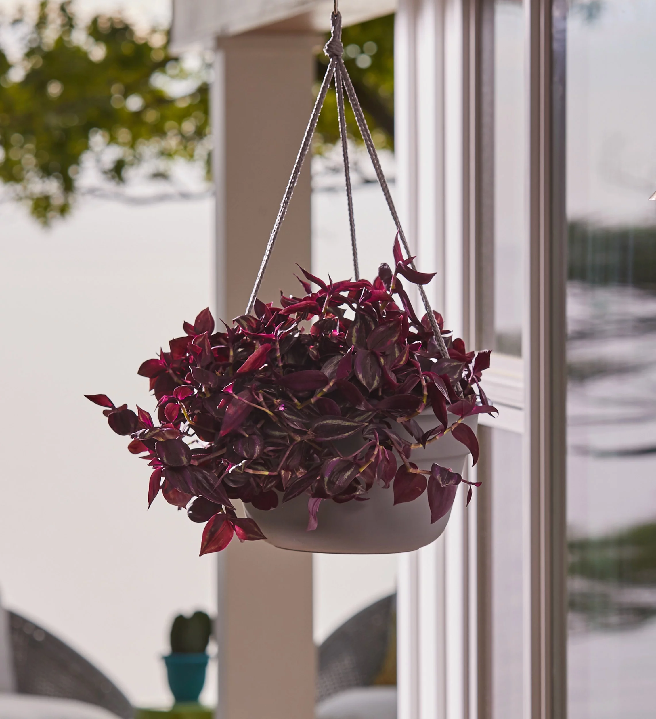Bloem Dura Cotta Self Watering Hanging Basket Planter 12