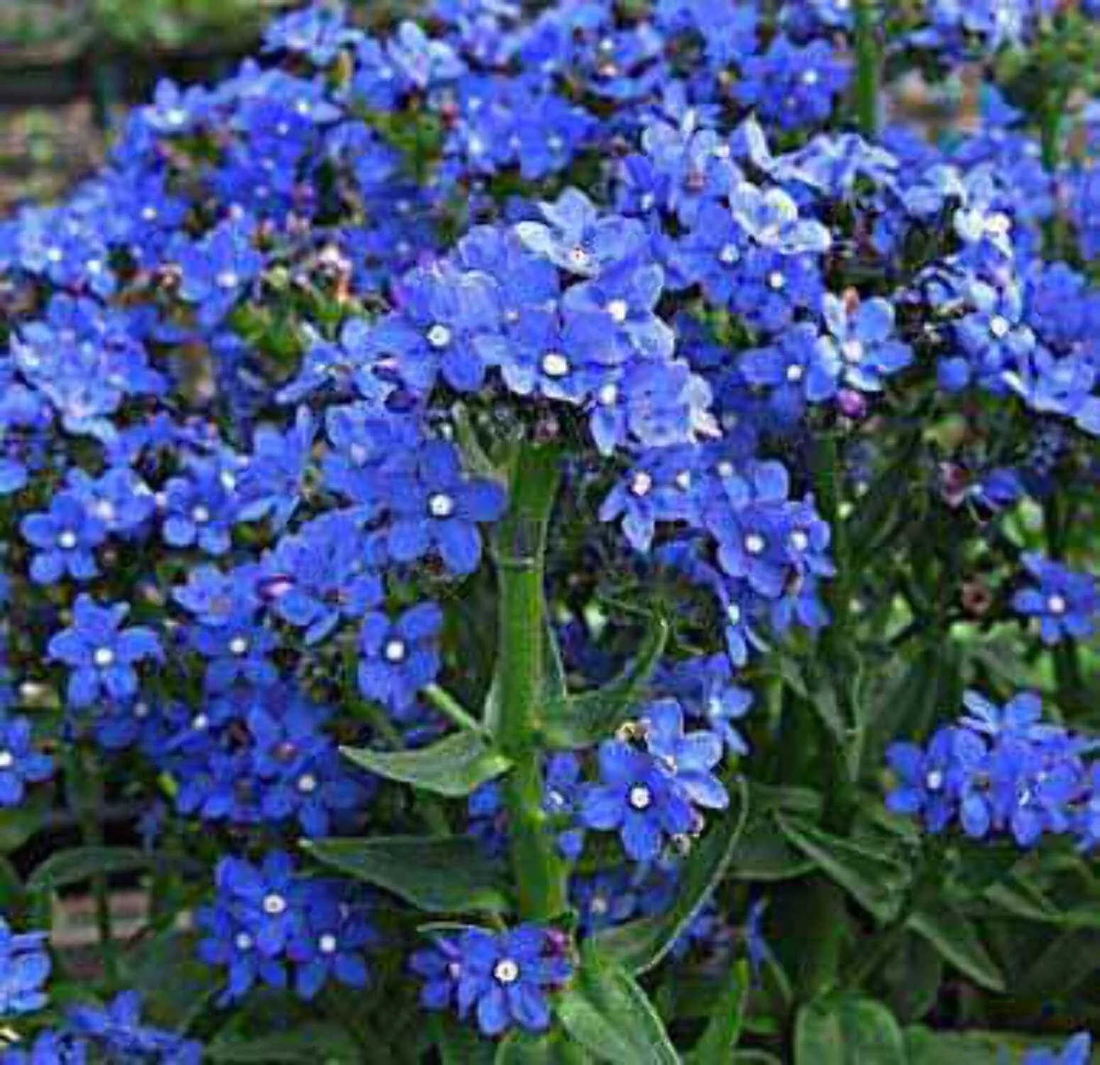 100 BLUE ANGEL ANCHUSA (Summer Forget Me Not) Anchusa Carpensis Flower Seeds